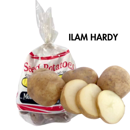 Potato Ilam Hardy 1kg